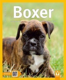 Boxer