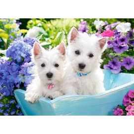 Castorland Westie Puppies 200