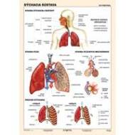 Dýchacia sústava (A4) - Tabuľka - cena, porovnanie