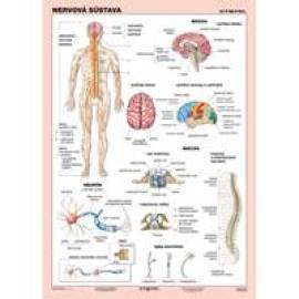 Nervová sústava (A4) - Tabuľka