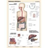 Tráviaca sústava I. diel (A4) - Tabuľka - cena, porovnanie