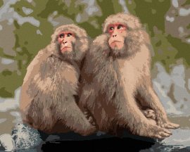Zuty Dve opice v zoo v Japonsku, 80x100cm bez rámu a bez napnutia plátna