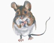 Zuty Hnedá myška, 80x100cm plátno napnuté na rám - cena, porovnanie