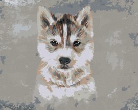 Zuty Husky na sivom pozadí, 80x100cm bez rámu a bez napnutia plátna