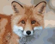 Zuty Mladá líška, 80x100cm plátno napnuté na rám - cena, porovnanie