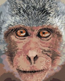 Zuty Opica zblízka, 80x100cm bez rámu a bez napnutia plátna