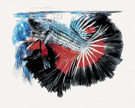 Zuty Ryba bojovnica pestrá, 80x100cm plátno napnuté na rám
