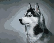 Zuty Sibírsky husky, 80x100cm bez rámu a bez napnutia plátna - cena, porovnanie