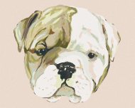 Zuty Šteniatko bulldoga (Haley Bush), 80x100cm plátno napnuté na rám - cena, porovnanie