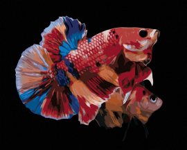 Zuty Dve sfarbené rybky, 40x50cm plátno napnuté na rám
