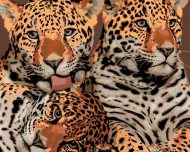 Zuty Matka jaguára a dve mláďatá, 40x50cm plátno napnuté na rám - cena, porovnanie