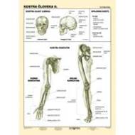 Kostra človeka II. diel (A4) - Tabuľka - cena, porovnanie