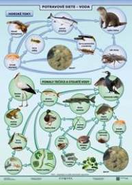 Potravové siete - voda (A4) - Tabuľka
