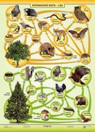 Potravové siete - les (A4) - Tabuľka