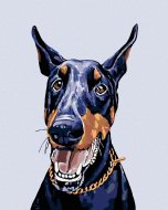 Zuty Maľovanie podľa čísel - Doberman, 40 x 50 cm, bez rámu a napnutého plátna - cena, porovnanie