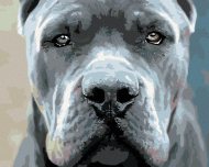 Zuty Maľovanie podľa čísel - Cane corso, 50 x 40 cm, napnuté plátno na rám - cena, porovnanie