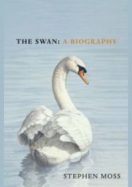 The Swan